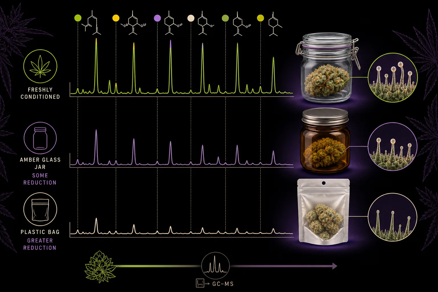 GC-MS chromatograms comparison illustrating terpene loss under different packaging