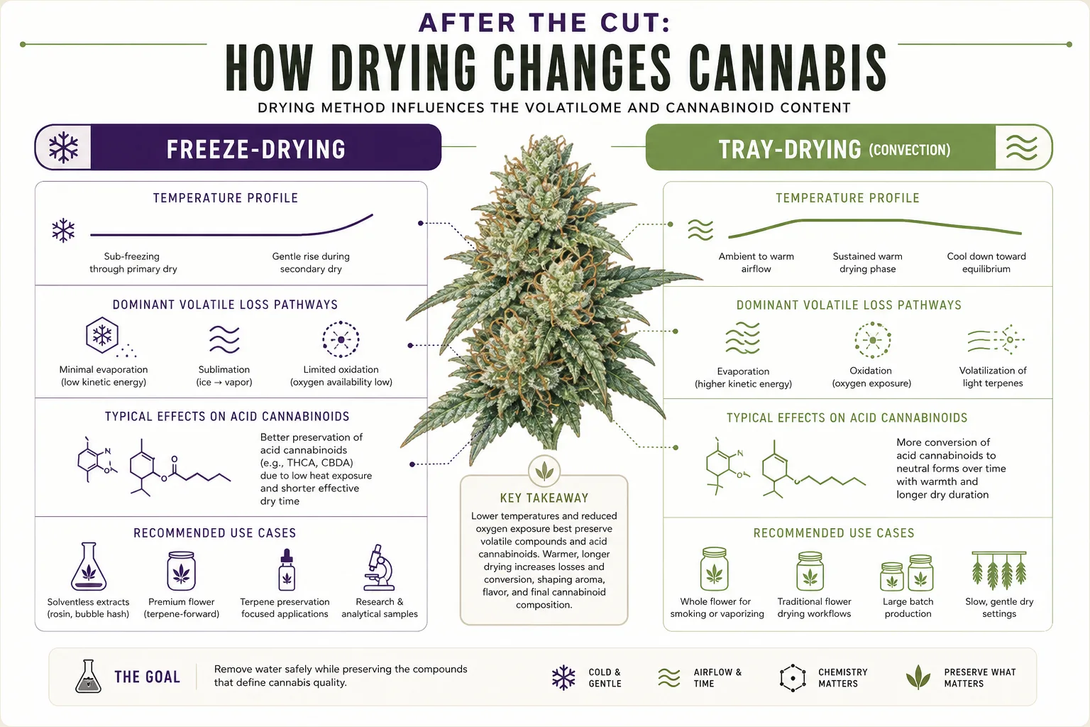 Comparative diagram of freeze-drying vs tray-drying effects on volatiles