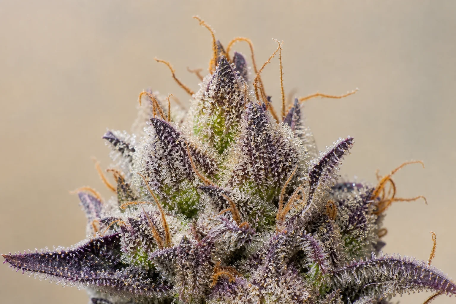 Macro botanical photo of trichomes and terpene glands on a cured bud
