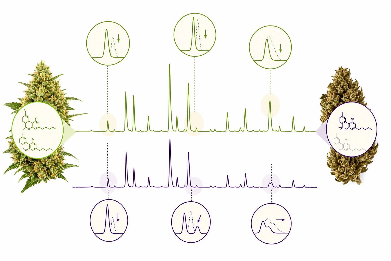 Schematic GC‑MS style chromatogram illustrating terpene profile shifts (no values)