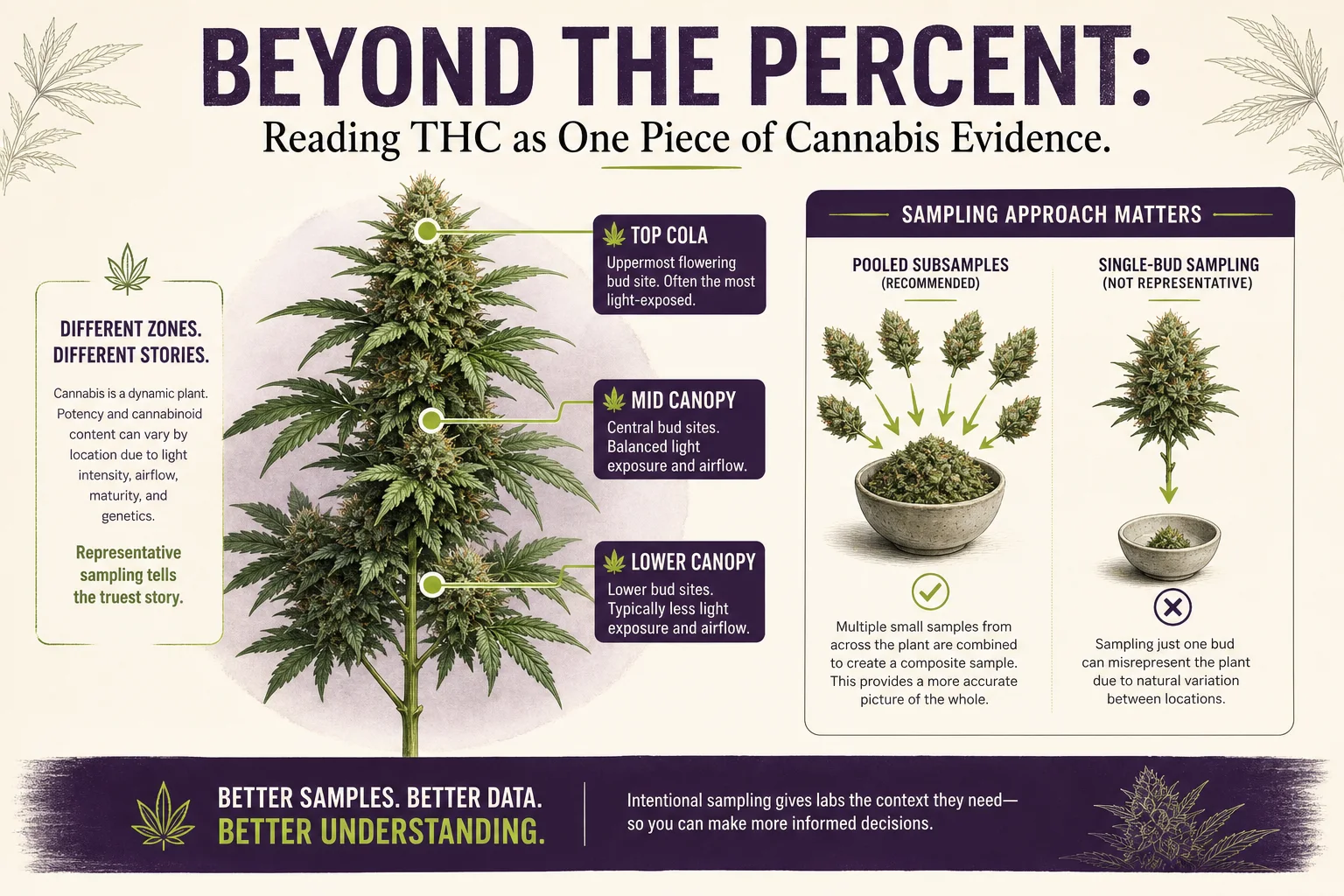 Illustration of sampling locations on a cannabis plant and a small schematic of pooled vs selective sampling.
