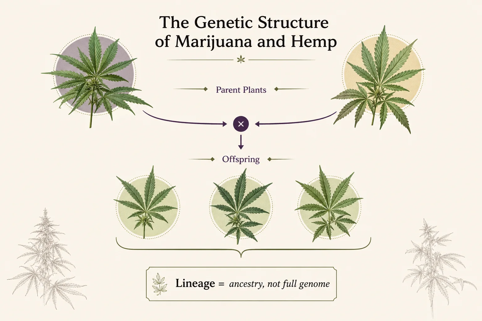 Lineage diagram: breeder parents (icons) crossing to offspring with a caption showing that lineage is not a full genome.