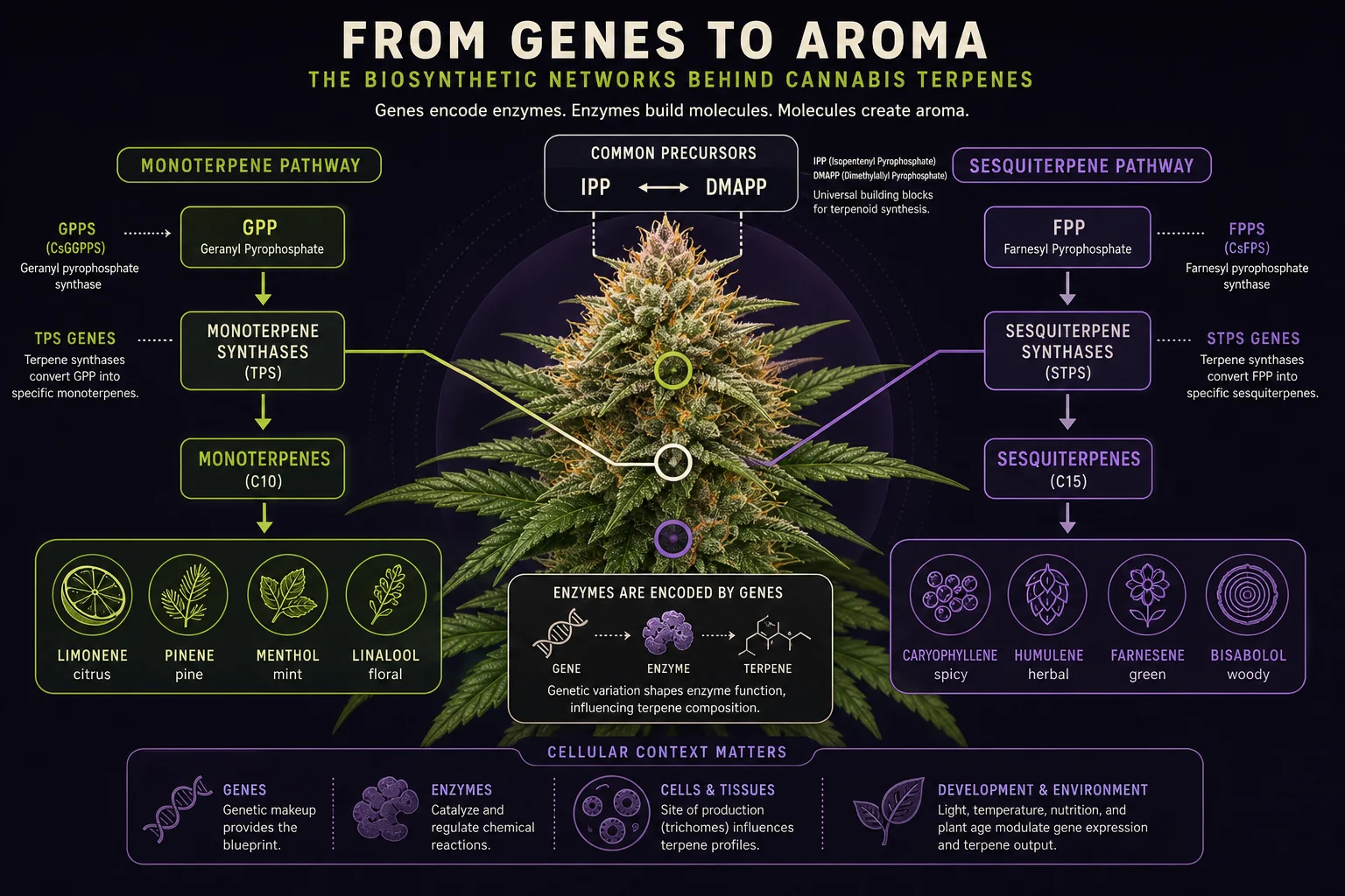 A botanical illustration and gene-network map overlay showing biosynthetic pathways for monoterpenes and sesquiterpenes.