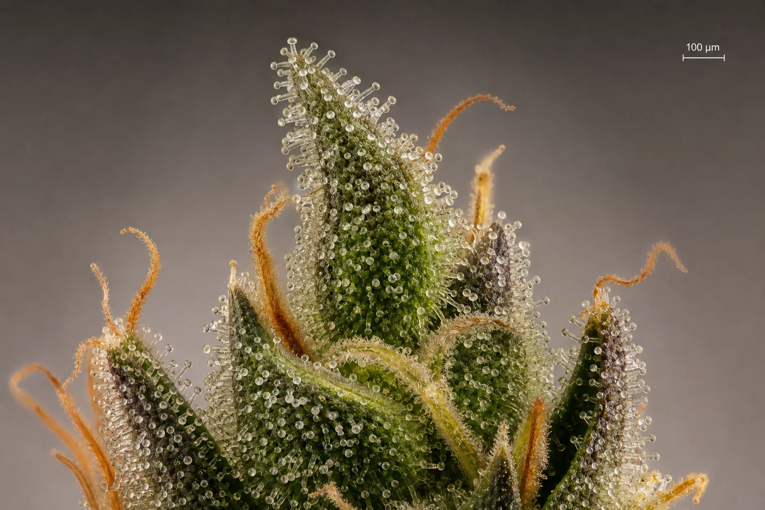 Macro botanical photo of glandular trichomes on a cannabis calyx.