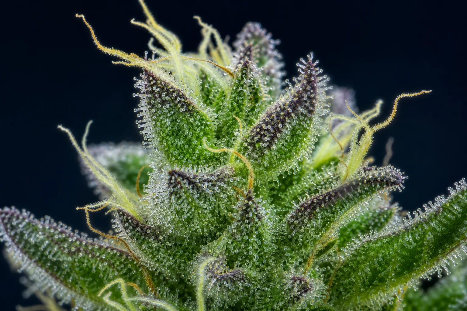 Macro botanical photograph of a Cannabis sativa female flower head showing numerous glandular trichomes (stalked and sessile) on calyces and bracts in high-detail, scientific style.