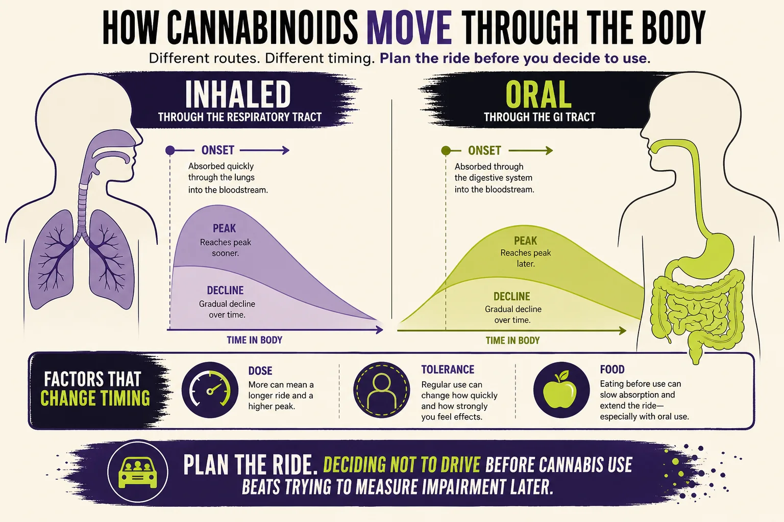 Explanatory illustration of routes of cannabinoid movement in the body: inhalation vs oral ingestion and timing differences