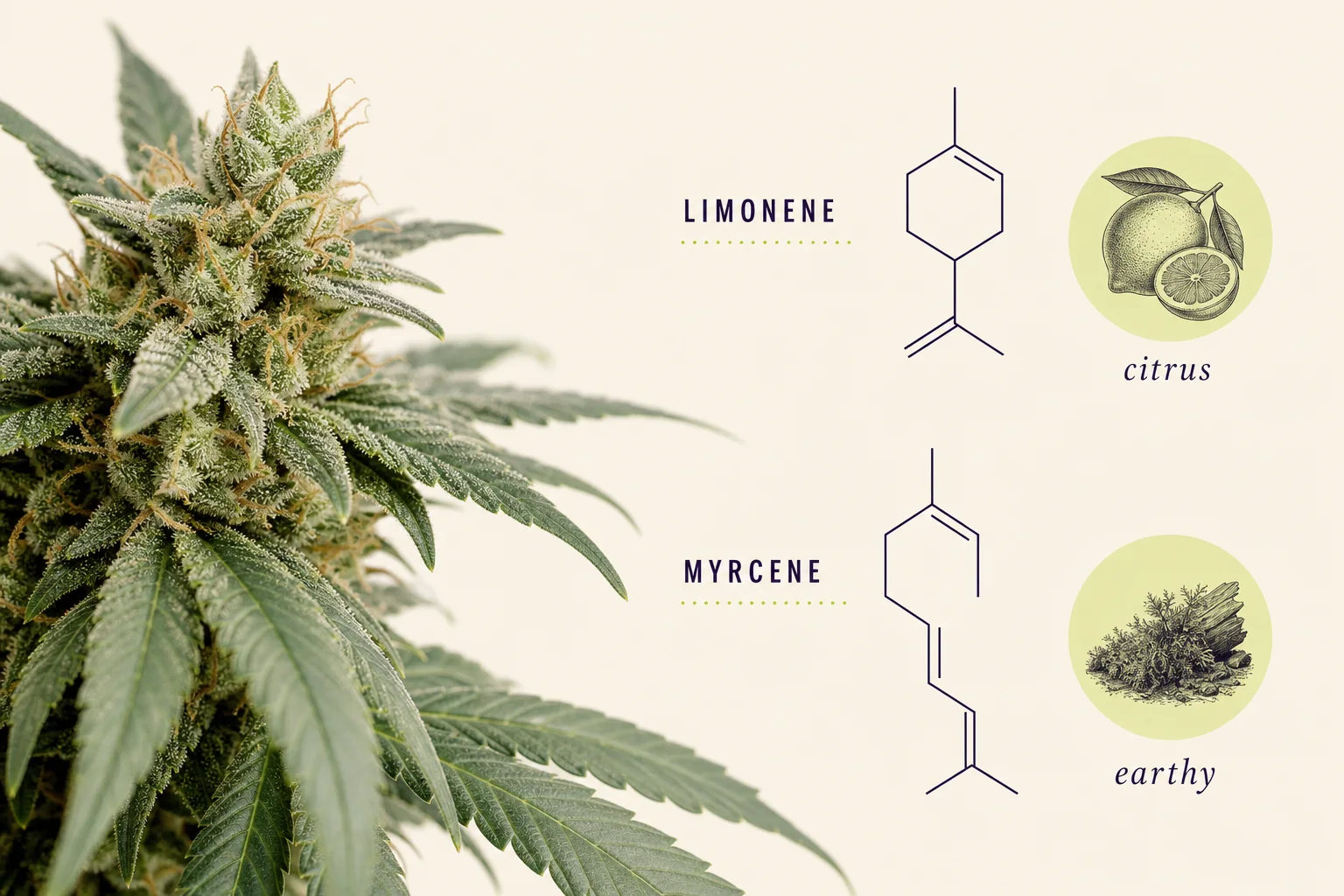 Side-by-side botanical and chemical depiction of limonene and myrcene