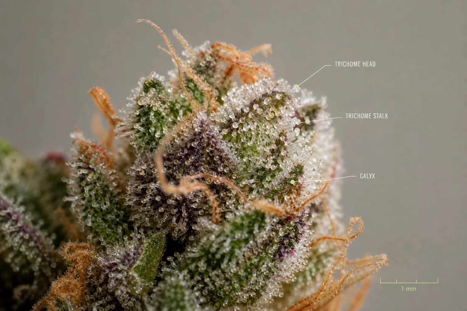 High-resolution botanical macro of cannabis flower trichomes with labels indicating capitate-stalked trichomes and gland heads