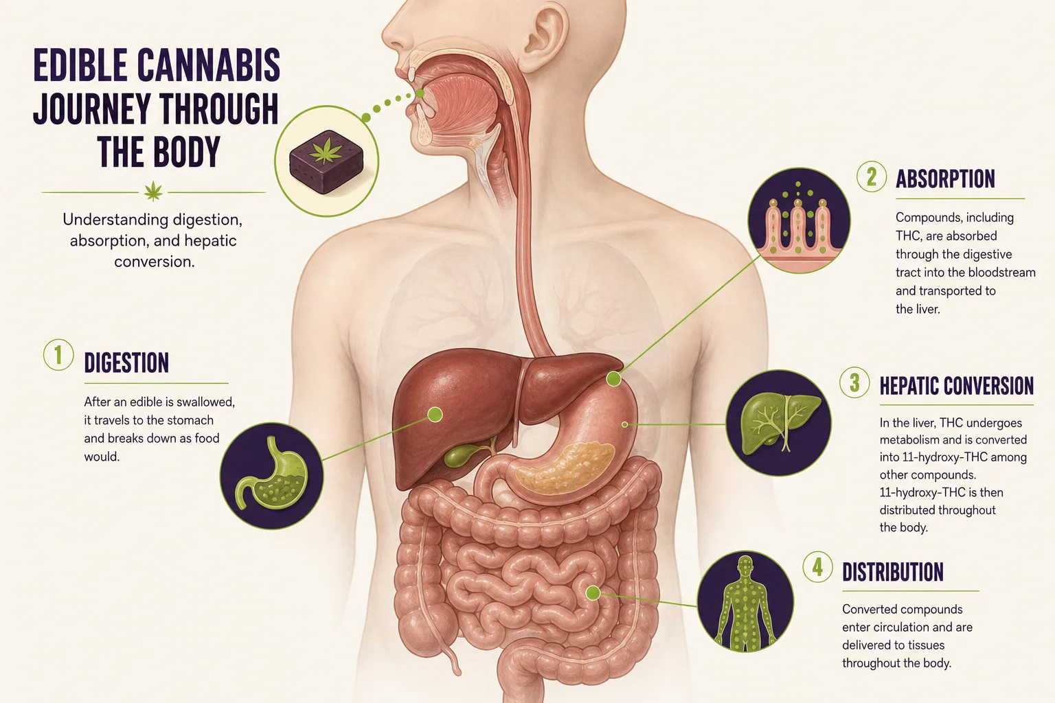 Illustrated diagram of oral ingestion route showing the mouth, stomach, and liver with labeled captions about first-pass metabolism and 11-hydroxy-THC formation.