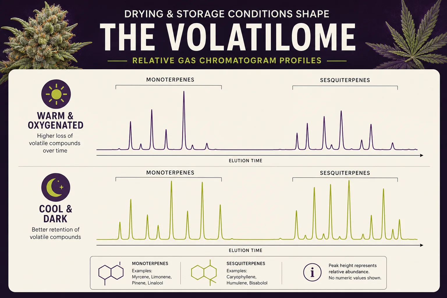 Gas chromatogram schematic showing loss of monoterpenes over time under warm, oxygenated storage compared with cool, dark storage.