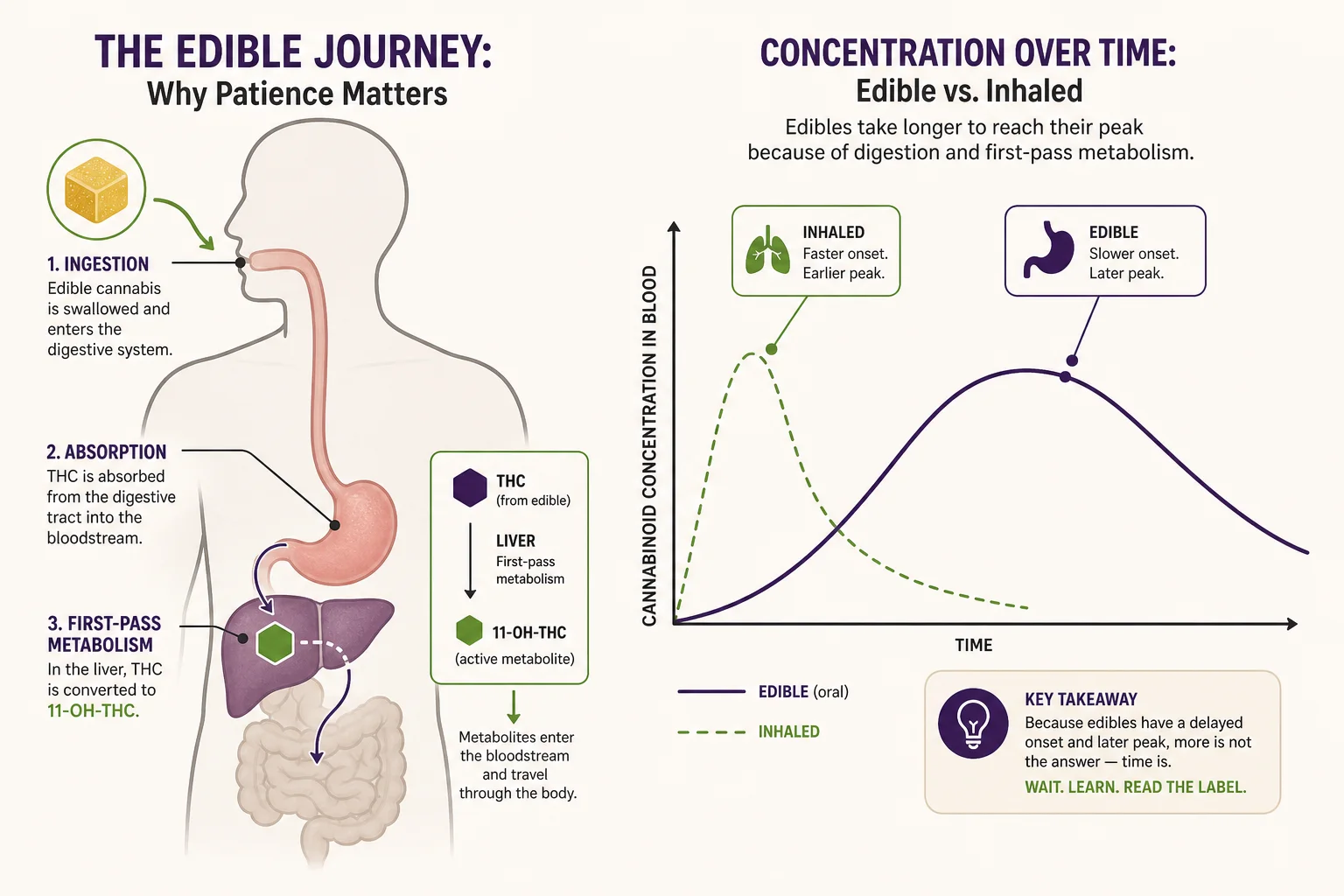 Annotated diagram of oral THC pharmacokinetics showing pathways of ingestion, gastric absorption, first‑pass metabolism to 11‑OH‑THC, and a generic concentration‑time curve illustrating delayed Tmax.