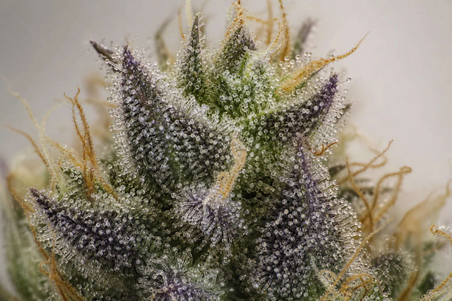 Botanical macro photo of a single cannabis trichome cluster on a fresh bud under a macro lens.