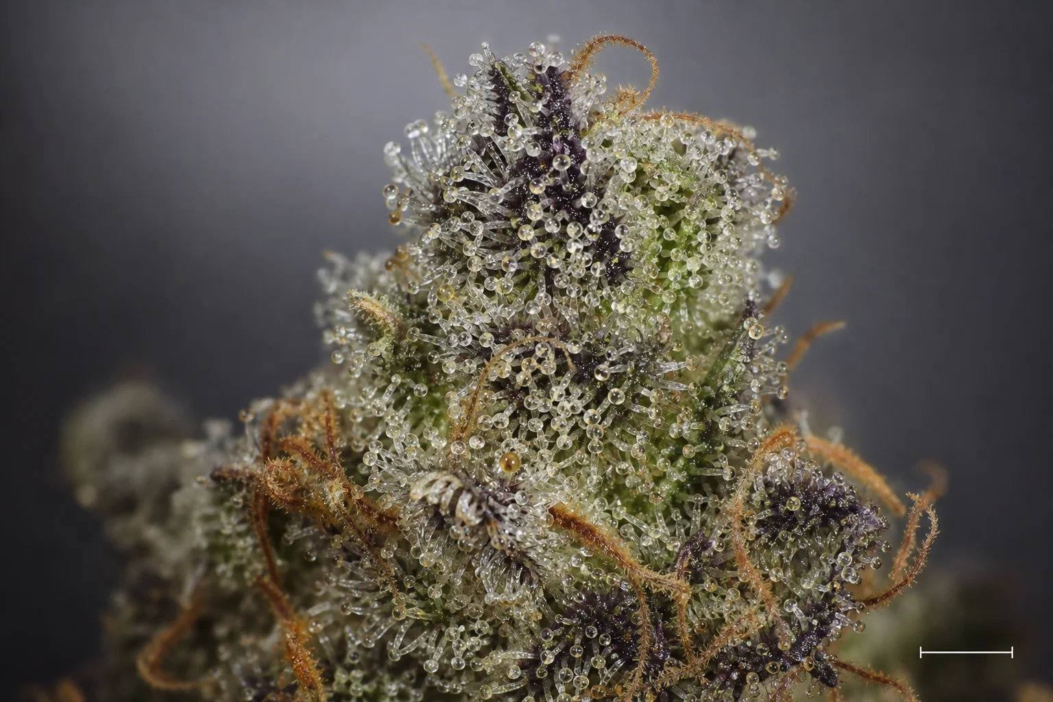 Macro photograph of cannabis trichomes on a dried flower, showing gland heads and stalks