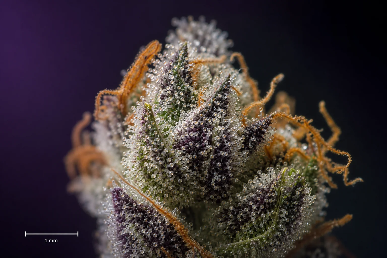 Macro photograph of trichomes showing resin heads and stems with a calibrated scale bar